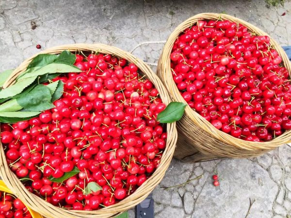 Cherries for Infused Baijiu Chinese Wine