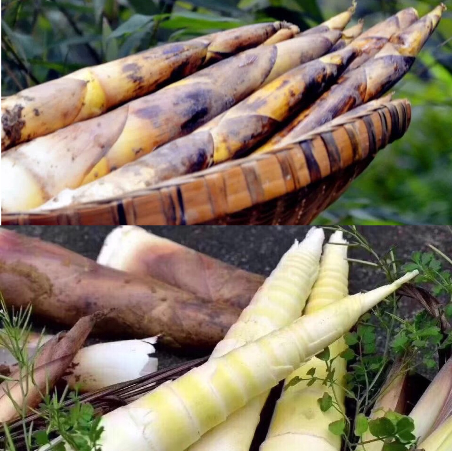 Braised Spring Bamboo Shoots 油焖春笋 Yóu mèn chūnsǔn The Hutong