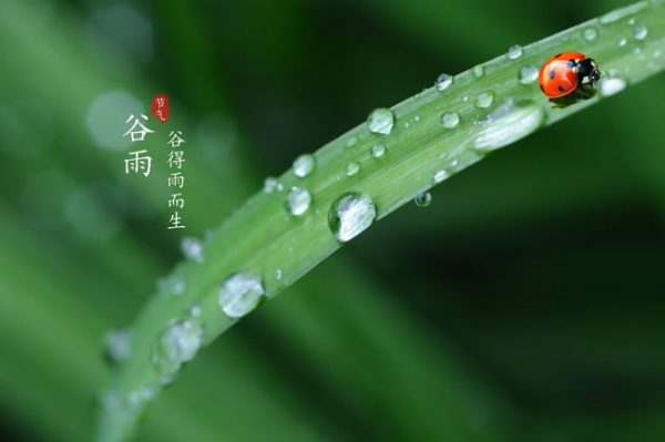 Customs Of Grain Rain è°·é›¨ The Hutong